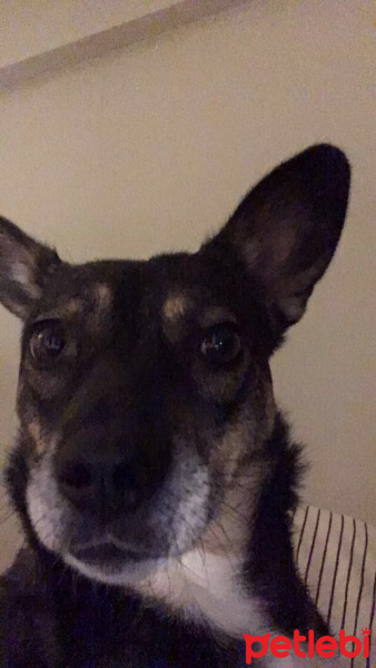Sokö (Sokak Köpeği), Köpek  fosik fotoğrafı