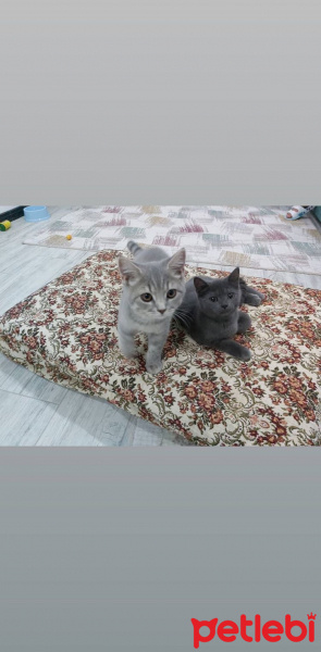 British Shorthair, Kedi  Lena ve Asil fotoğrafı