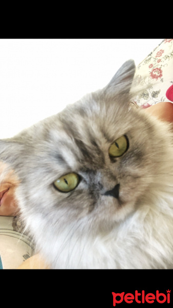 Chinchilla, Kedi  Miya fotoğrafı