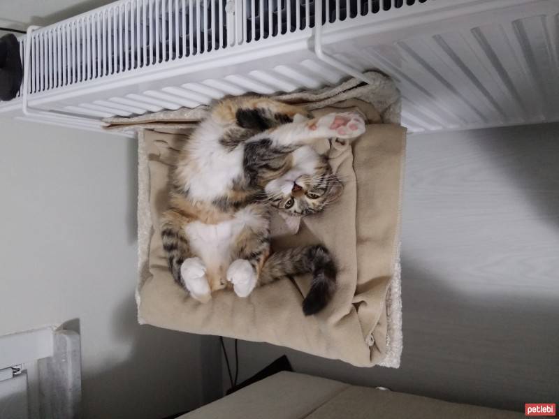 Bengal, Kedi  Tinky fotoğrafı