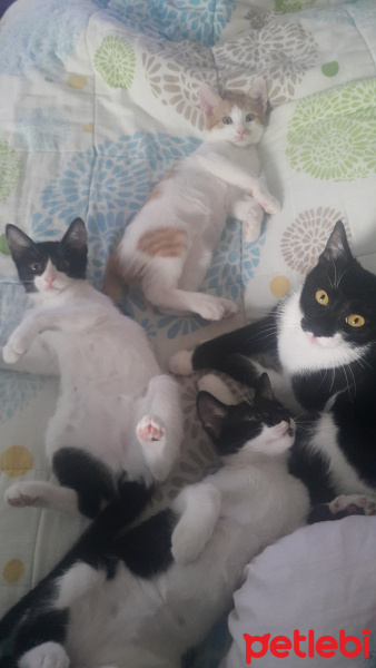 Tekir Kedi, Kedi  İsimsiz fotoğrafı