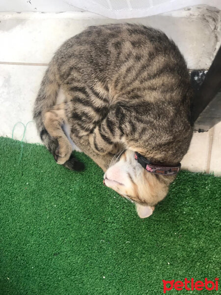 Tekir Kedi, Kedi  nohut fotoğrafı