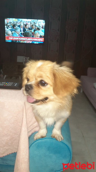 Pekingese, Köpek  Asi fotoğrafı