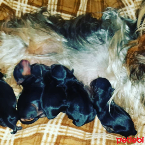 Yorkshire Terrier, Köpek  Yavrular fotoğrafı
