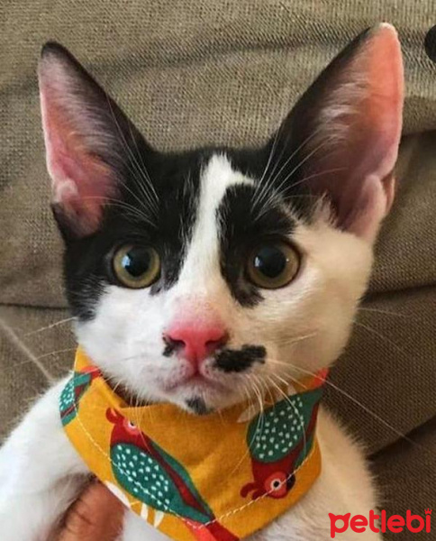 Tekir Kedi, Kedi  Ollie fotoğrafı