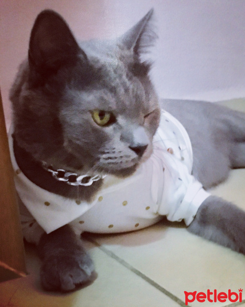 British Shorthair, Kedi  Külhan Agâh fotoğrafı