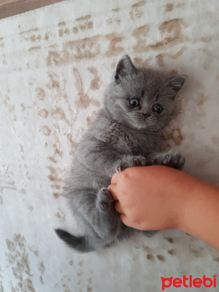 British Shorthair, Kedi  Zilli fotoğrafı
