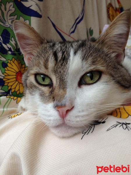 Tekir Kedi, Kedi  fıstık fotoğrafı
