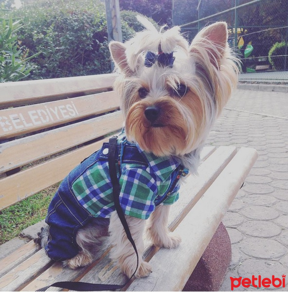 Yorkshire Terrier, Köpek  KİWİ fotoğrafı