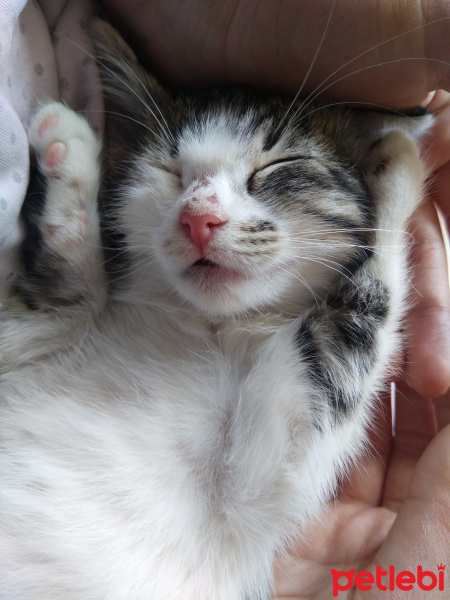 Tekir Kedi, Kedi  Fıstık fotoğrafı