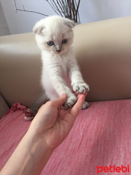 Scottish Fold, Kedi  Dudu fotoğrafı