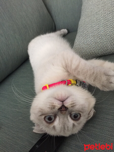 Scottish Fold, Kedi  Dudu fotoğrafı