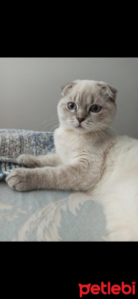 Scottish Fold, Kedi  Dudu fotoğrafı