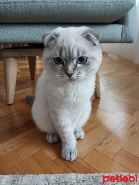 Scottish Fold, Kedi  Dudu fotoğrafı