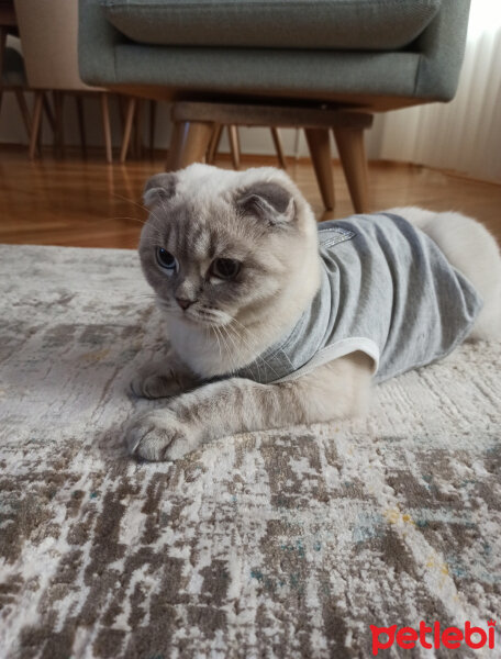 Scottish Fold, Kedi  Dudu fotoğrafı