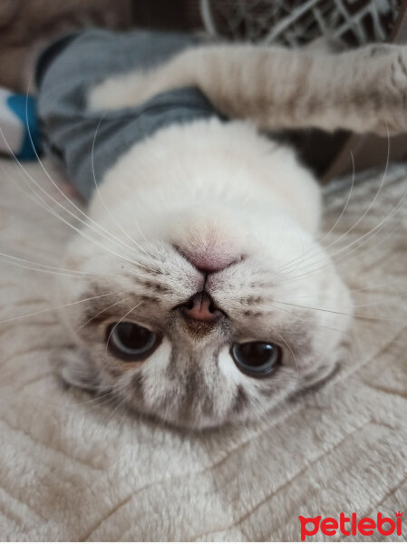 Scottish Fold, Kedi  Dudu fotoğrafı