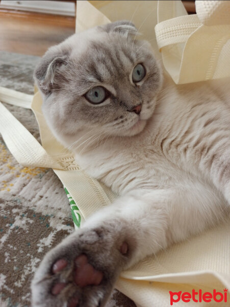 Scottish Fold, Kedi  Dudu fotoğrafı