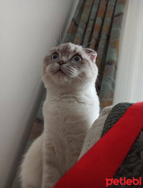 Scottish Fold, Kedi  Dudu fotoğrafı