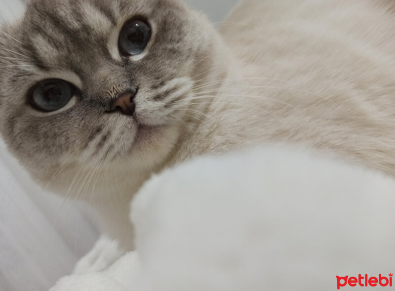 Scottish Fold, Kedi  Dudu fotoğrafı