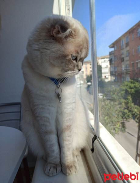 Scottish Fold, Kedi  Dudu fotoğrafı