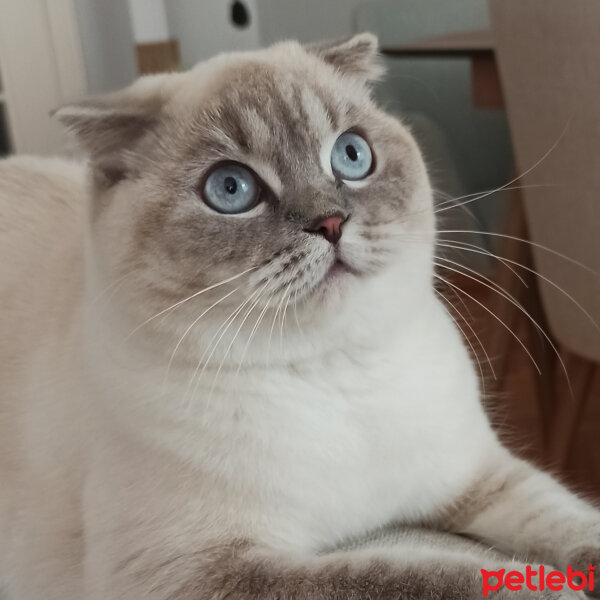 Scottish Fold, Kedi  Dudu fotoğrafı