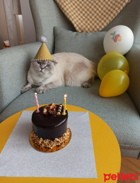 Scottish Fold, Kedi  Dudu fotoğrafı