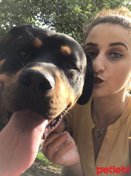 Rottweiler, Köpek  Zeus fotoğrafı