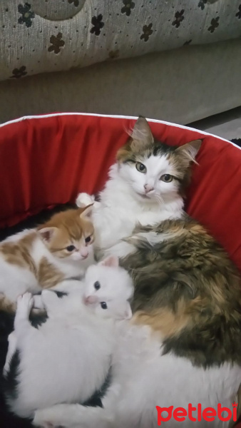 Tekir Kedi, Kedi  Pufi fotoğrafı
