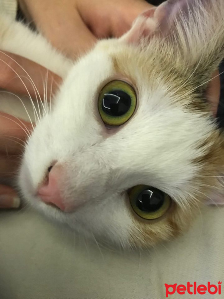 Tekir Kedi, Kedi  Şukufe fotoğrafı
