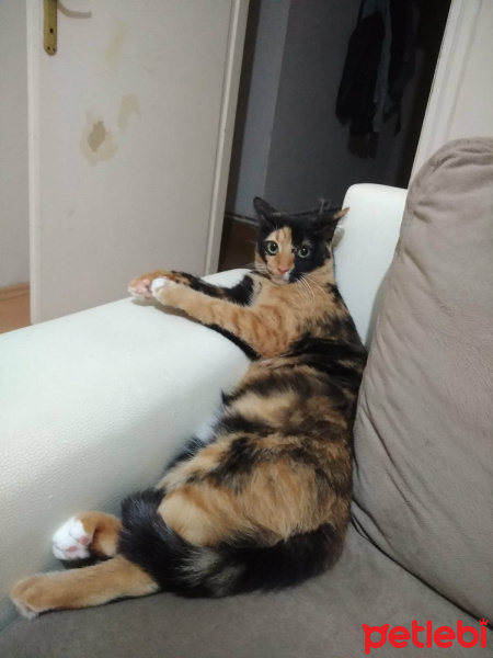Tekir Kedi, Kedi  SAHİL fotoğrafı