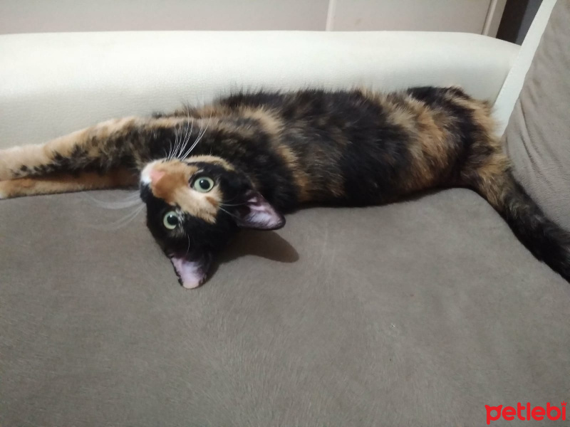 Tekir Kedi, Kedi  SAHİL fotoğrafı
