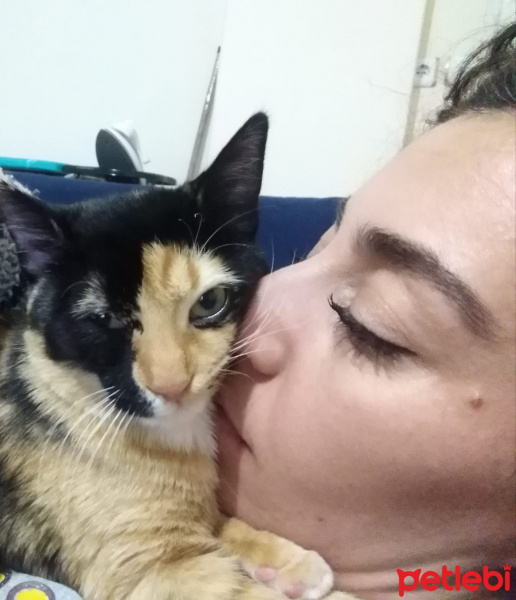 Tekir Kedi, Kedi  SAHİL fotoğrafı