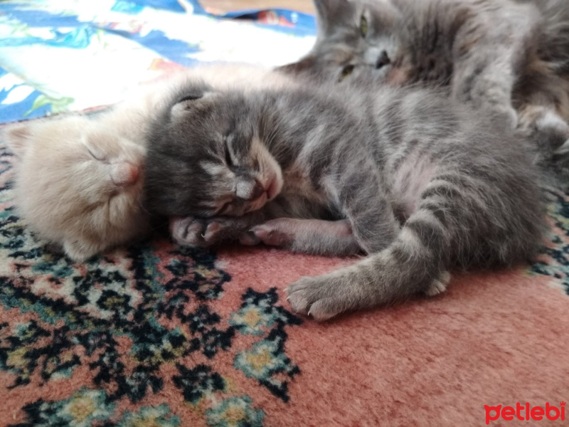 Tekir Kedi, Kedi  SAHİL fotoğrafı