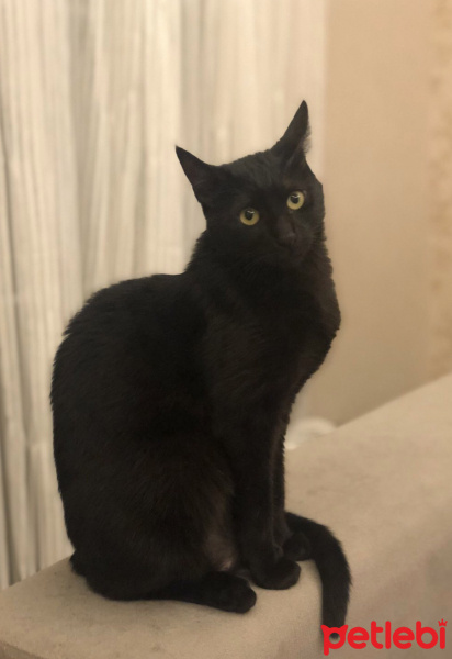 Bombay, Kedi  Salem fotoğrafı
