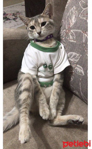 Tekir Kedi, Kedi  Müzeyyen fotoğrafı