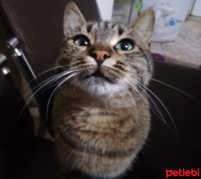 Tekir Kedi, Kedi  Elis fotoğrafı