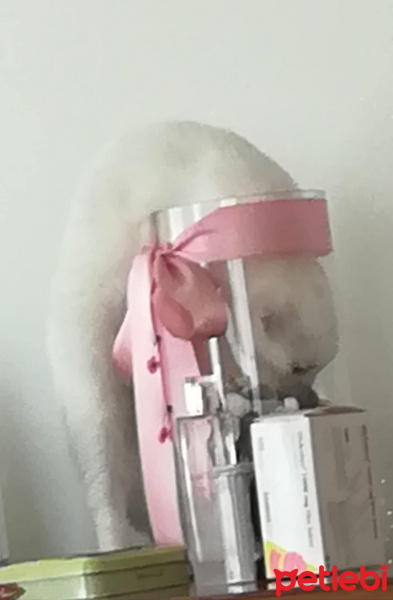 Ankara Kedisi, Kedi  Marla fotoğrafı