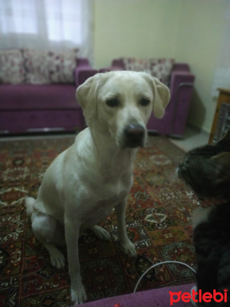 Labrador Retriever, Köpek  Peri fotoğrafı