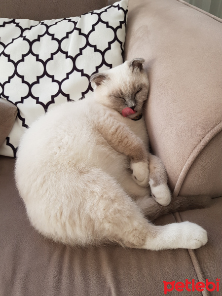Scottish Fold, Kedi  Joker fotoğrafı