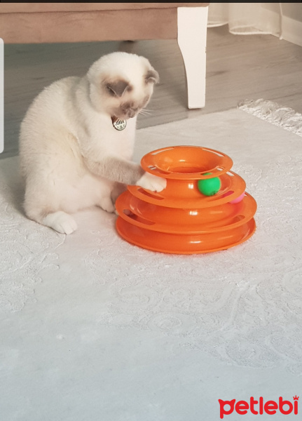 Scottish Fold, Kedi  Joker fotoğrafı