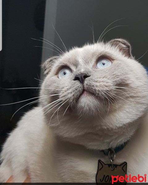 Scottish Fold, Kedi  Joker fotoğrafı