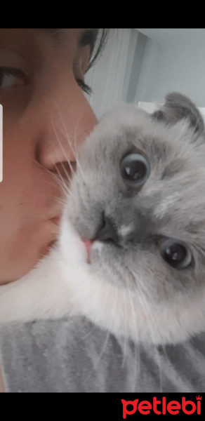 Scottish Fold, Kedi  Joker fotoğrafı