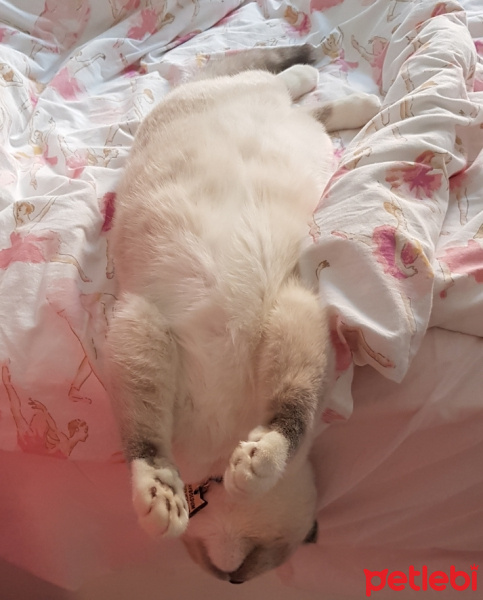 Scottish Fold, Kedi  Joker fotoğrafı