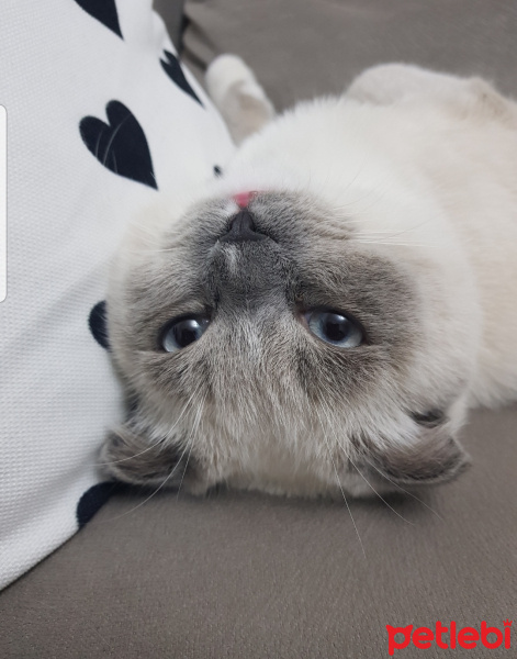 Scottish Fold, Kedi  Joker fotoğrafı