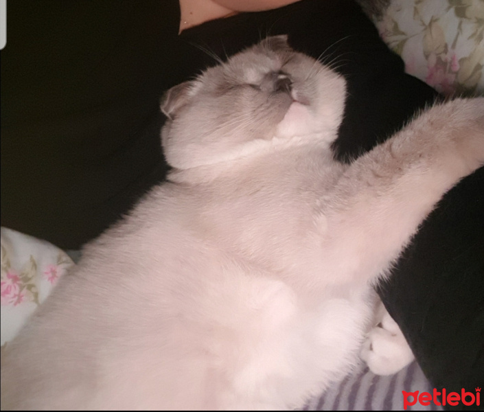 Scottish Fold, Kedi  Joker fotoğrafı
