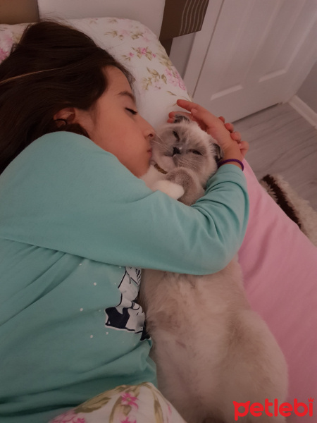 Scottish Fold, Kedi  Joker fotoğrafı