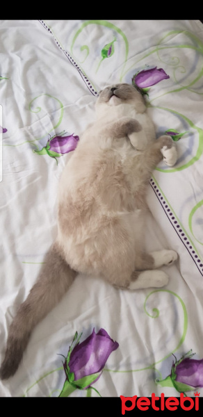 Scottish Fold, Kedi  Joker fotoğrafı