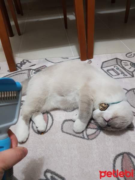 Scottish Fold, Kedi  Joker fotoğrafı