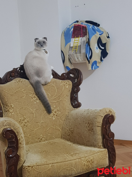Scottish Fold, Kedi  Joker fotoğrafı