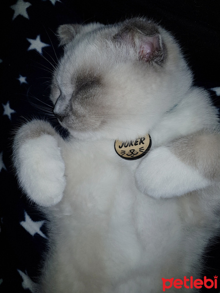 Scottish Fold, Kedi  Joker fotoğrafı